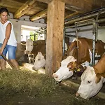 Biobauernhof Windbachgut * Eben im Pongau