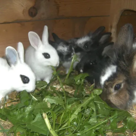 Vakantieboerderij Biobauernhof Windbachgut *