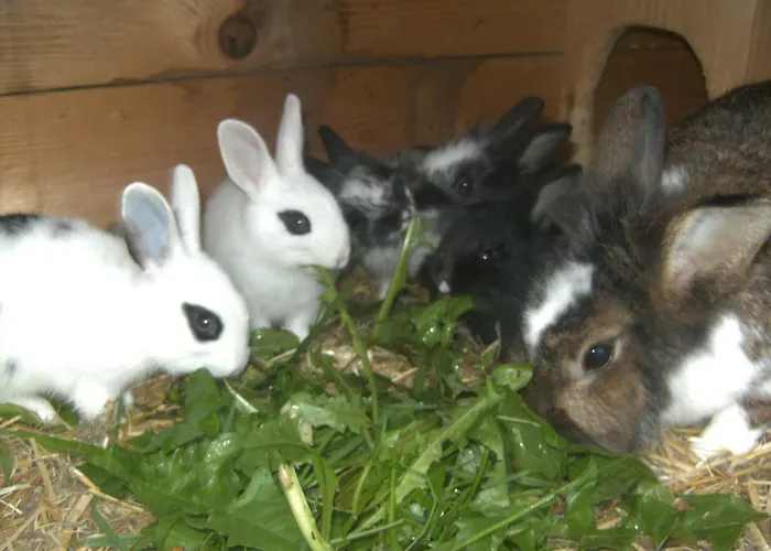 팜스테이 Biobauernhof Windbachgut *