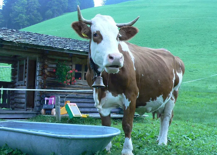 Biobauernhof Windbachgut Eben Im Pongau