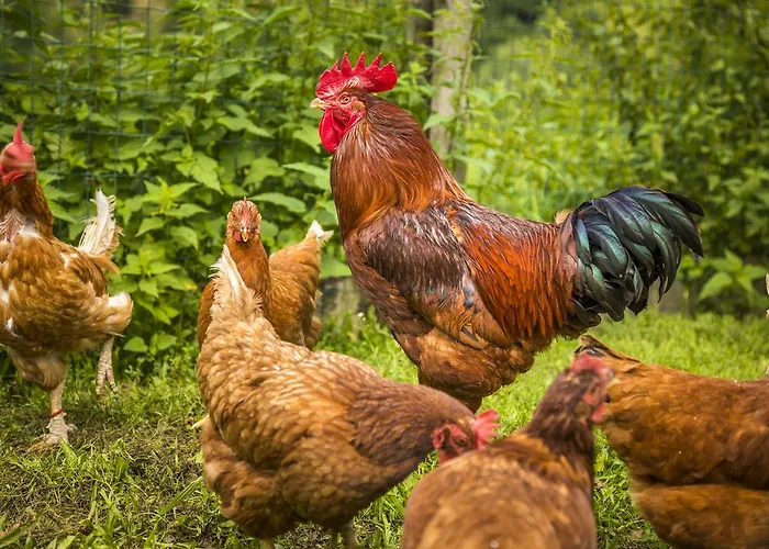 بيوباورنهوف ويندباخغوت